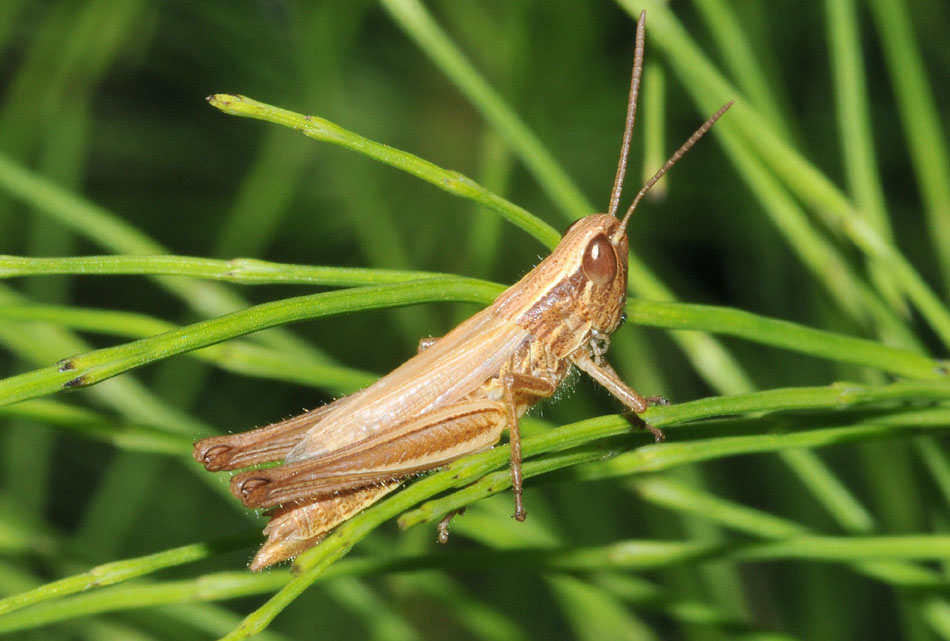 Acrididae e Phaneropteridae